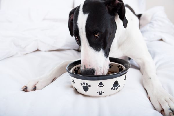Food-Related Health Issues in Great Danes