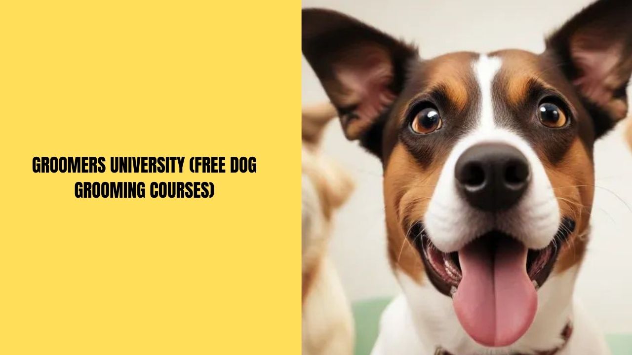 Groomers University (Free Dog Grooming Courses)