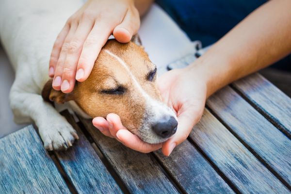 Health Issues Affecting Dogs in Heat
