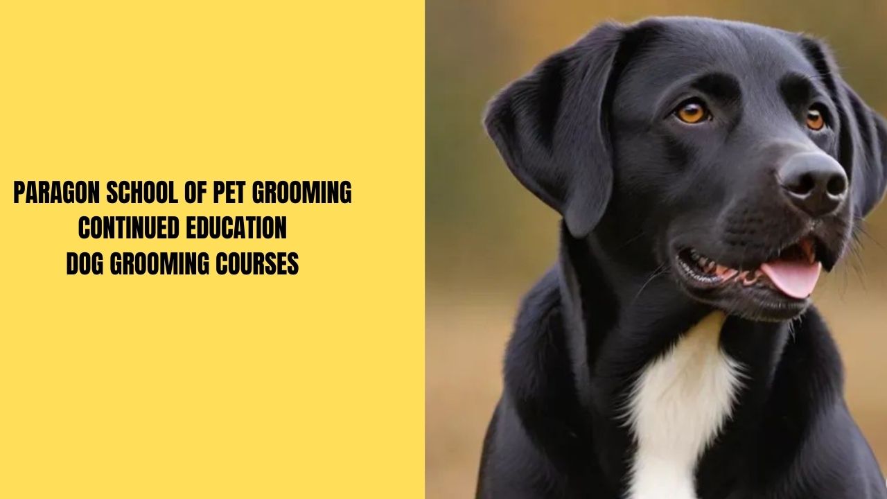 Paragon School of Pet Grooming Continued Education