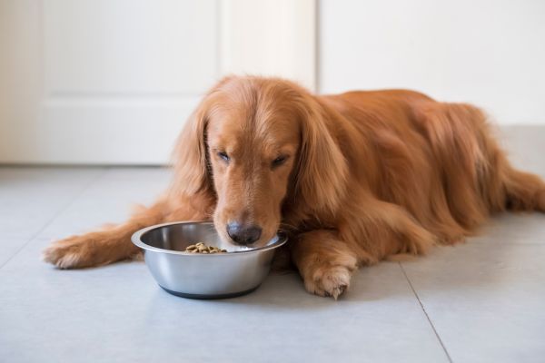 Dog Nutrition in Hotter Areas