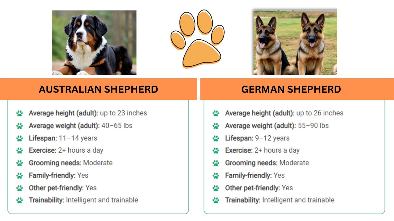 Visual Differences Between German Shepherds and Australian Shepherds