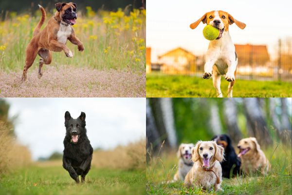 dog running