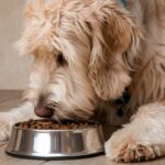 Best Dog Food for Goldendoodles