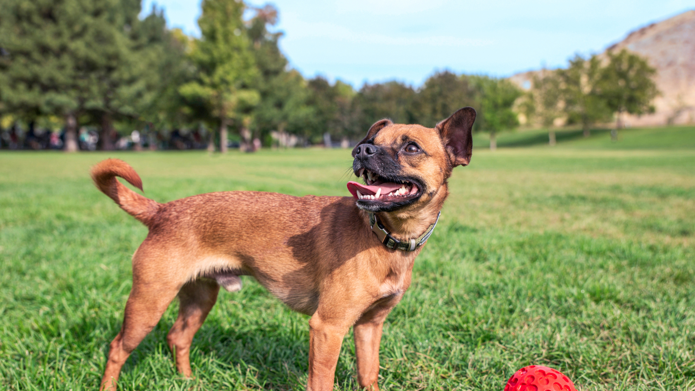 A side view of a small Chiweenie playing in a field