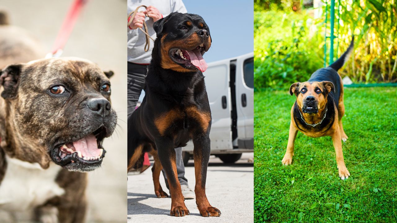 Most Dangerous Dog Breeds