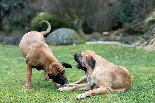 Female of Fila Brasileiro