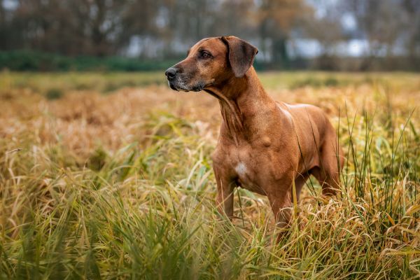 Rhodesian Ridgeback Most Aggressive Dog Breeds