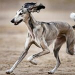 What Are The 10 Ancient Dog Breeds