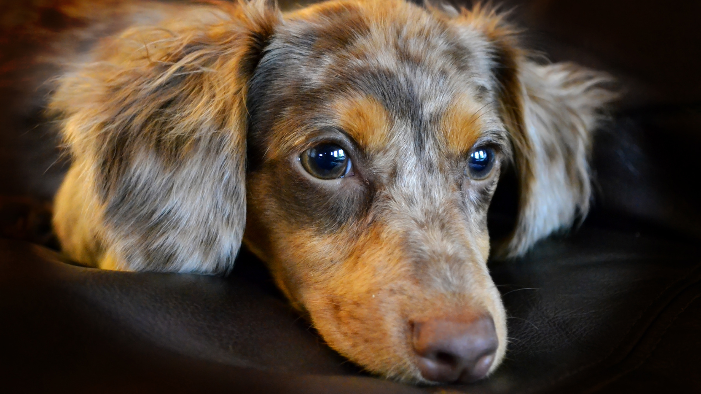 Adorable Chiweenie face view on a black background