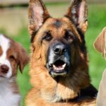 Most Friendliest Dog Breeds