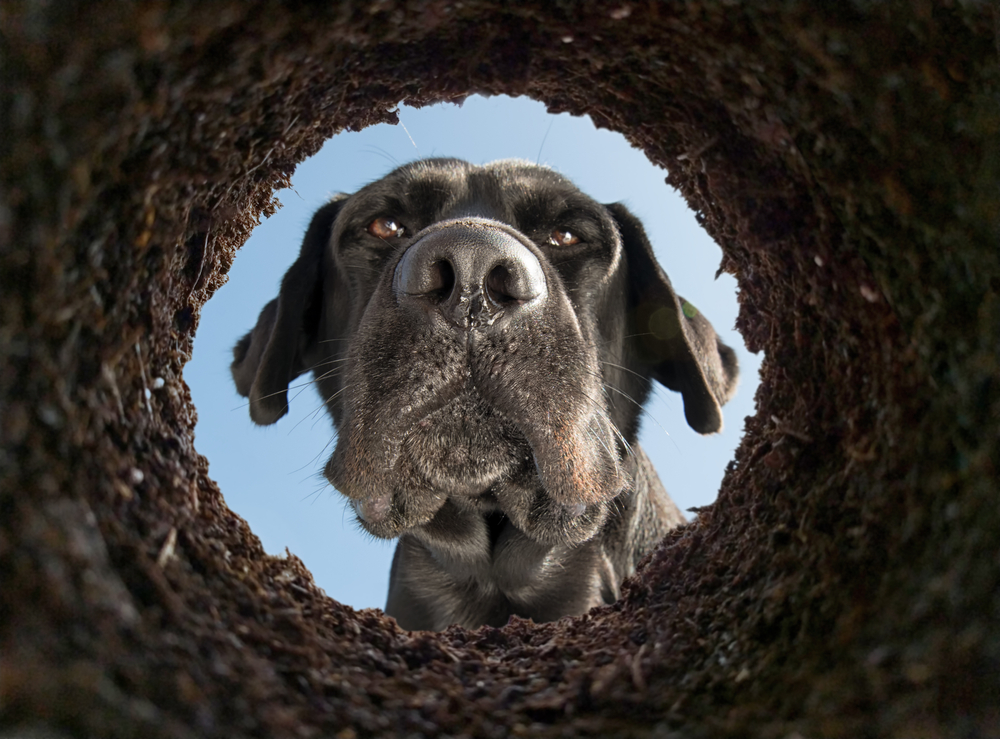 A dog looking into a dirt hole