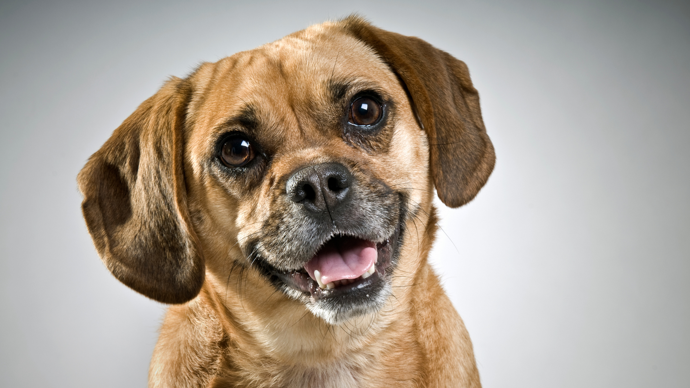 A brown Puggle dog with floppy ears and big, dark eyes looks at the camera with its mouth open, appearing to smile. The background is plain and light-colored.