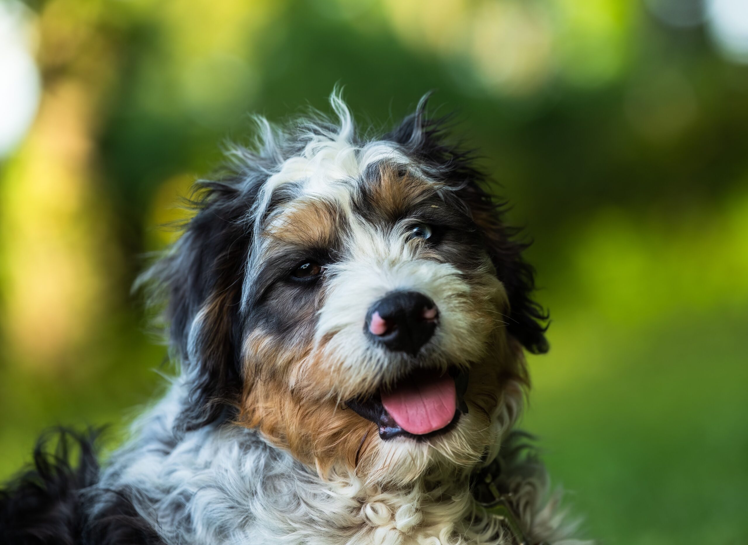 A smiling Bernedoodle