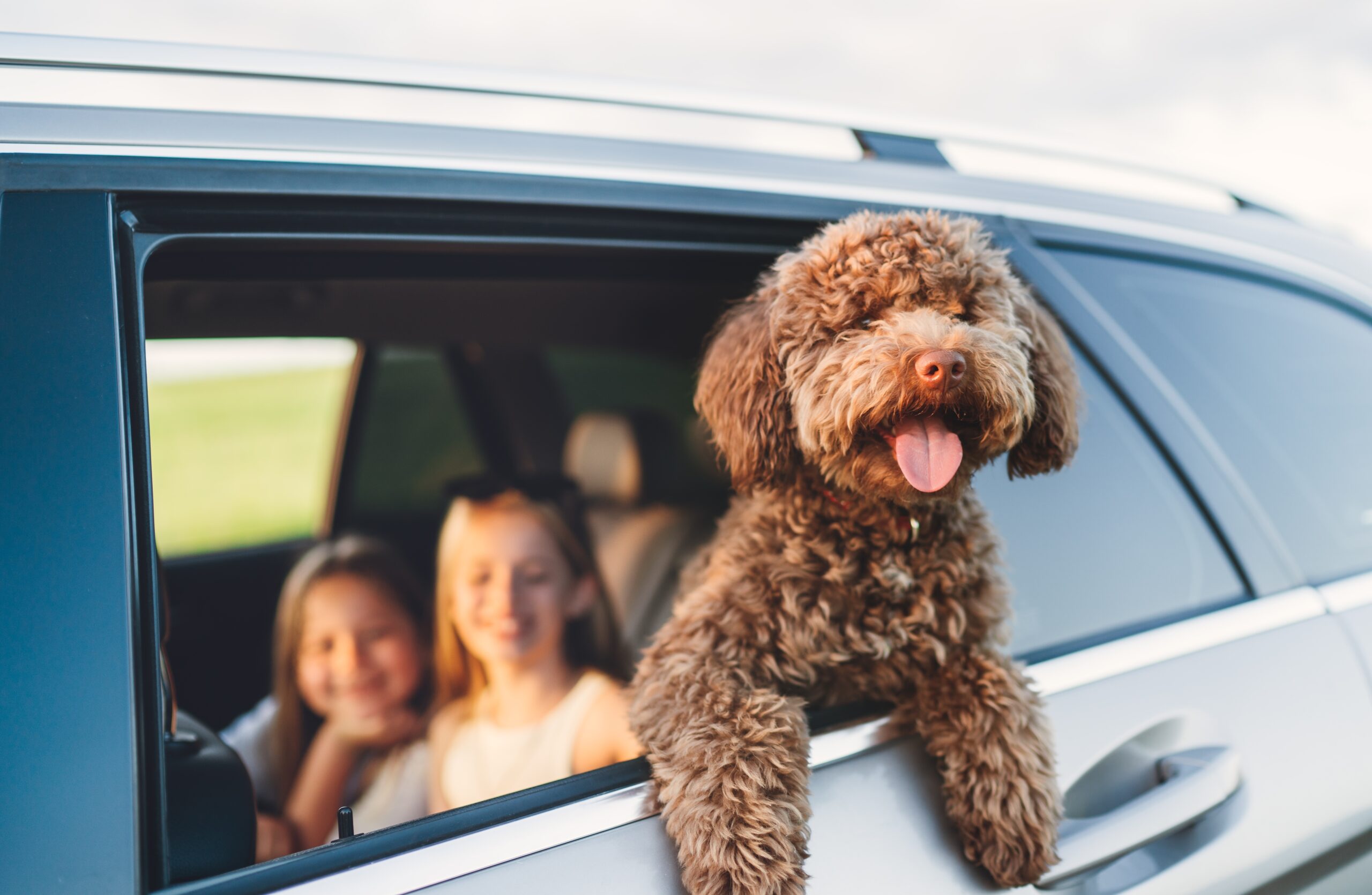Maltipoo dog in a car window smiling